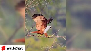 How Birds Of Prey collect nesting material | Canon EOS R5 120fps #Shorts