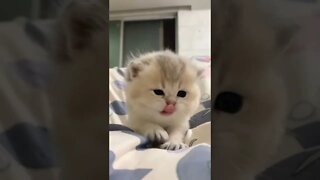 FUNNY CUTE PUPPY - Tiktok Compiled #Shorts