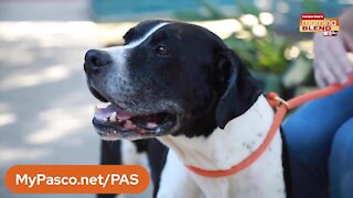 Pet Patrol | Morning Blend