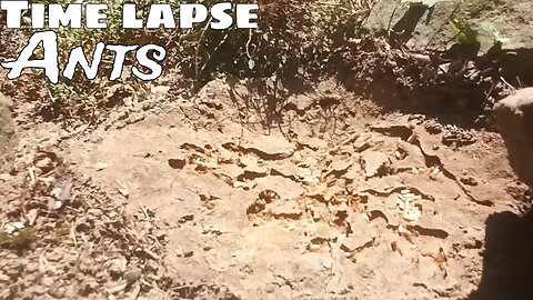 Ants Time lapse