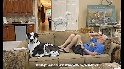 Napping With A Great Dane And A Cat Requires A Larger Sofa