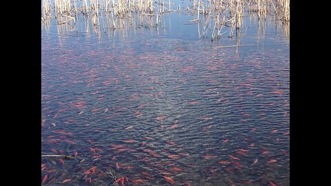 Fish, little lake, turists