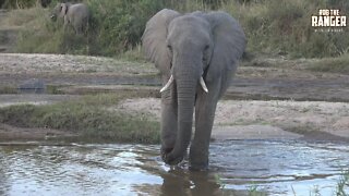 Elephant Crossing The River: Youngster Upset With Stork