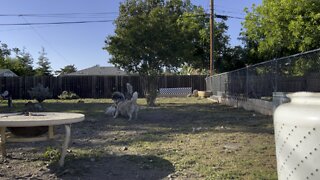 My husky pack playing