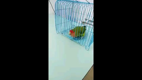 training of parrot