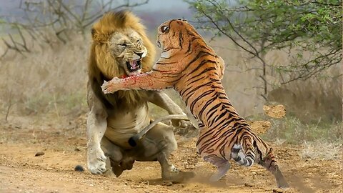 LION vs TIGER Real.