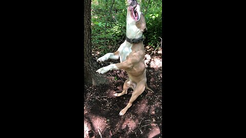 Pitbull working out