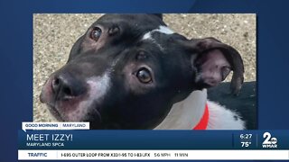 Izzy the dog is up for adoption at the Maryland SPCA