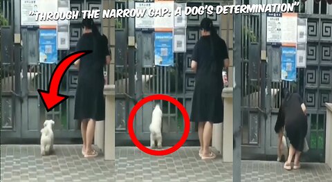 "Through the Narrow Gap: A Dog's Determination"