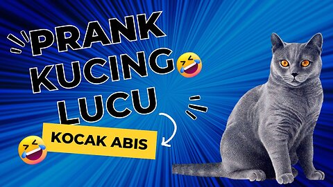 Video lucu kucing dan anjing ini