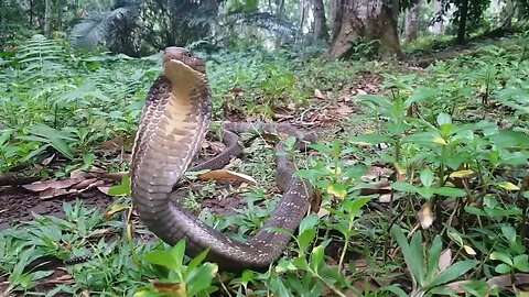 King Cobra is Intelligent! #kingcobra #snake #venomous #wildlife #reptiles