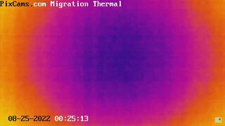 Night migrating birds caught on thermal camera - 8/25/2022 @ 00:25