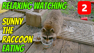 Relax And Watch Sunny The Raccoon Eat In Part 2!