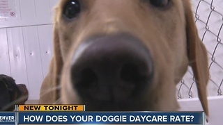 Doggie daycare for the Holidays? Not all are created equal