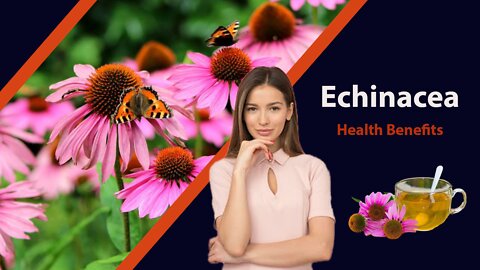 Echinacea Health Benefits