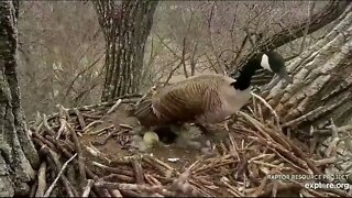 Momma Goose laid her eggs in the Decorah Eagles nest. They hatehed overnight. Pt 1 4-28-22