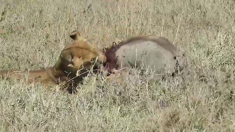 Lion vs Hyena after digging up warthog