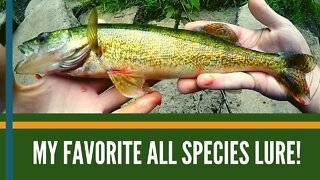 The Best All Species Fishing Lure// The Best Bait for River Fishing