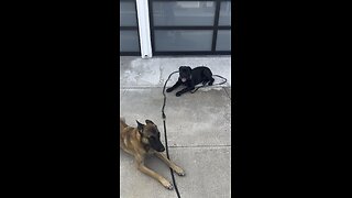 Belgian Malanois used to distract Cane Corso puppy doing street safety drill no treats