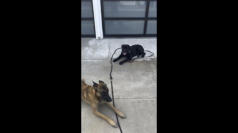 Belgian Malanois used to distract Cane Corso puppy doing street safety drill no treats