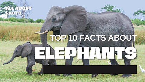 Top 10 Facts About Elephants