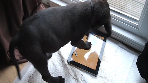Enthusiastic puppy dive bombs iPad game