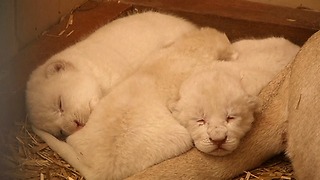 Rare White Lion Cubs