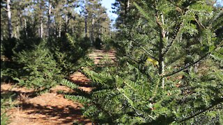 Christmas tree shortage in Southeast Wisconsin