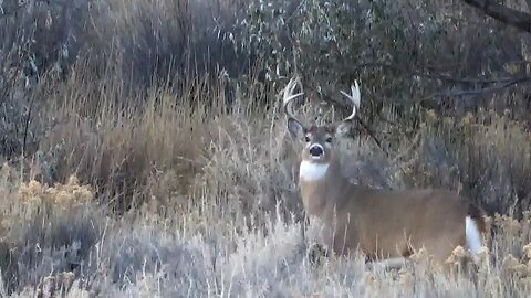 Symmetrical Eye Candy! Monster Whitetail Buck!