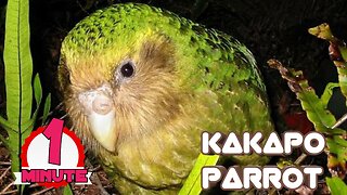 Kakapo | The flightless Parrots