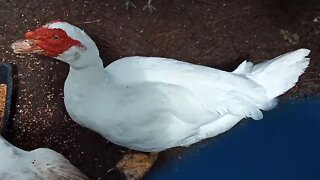 Australian Wood Duck, eating with my Muscovy Drakes. ( Video 10 ) ( Part 2 )