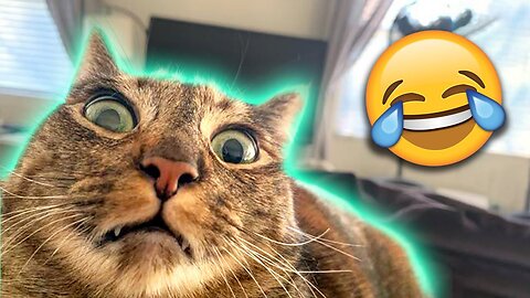Funniest cats and dogs videos prinks animals مقلب مضحك في الكلاب و القطط