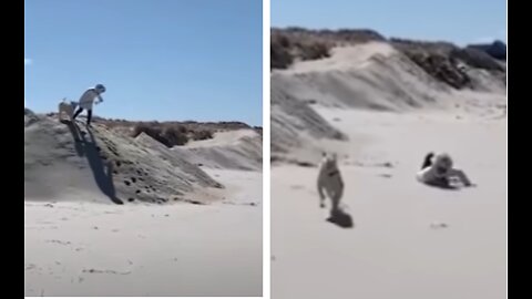 Kid Trips Down Sand Dunes and Dog Goes Wild