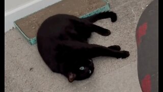 Adopting a Cat from a Shelter Vlog - Cute Precious Piper Does Her Stretches #shorts
