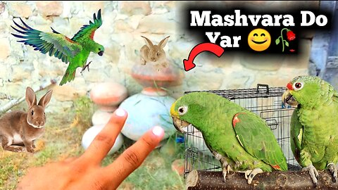 Mashvara Do Yar Sab Dost | Mini Zoo Ka |Mubashir Pets Daily Routine in Village Vlog