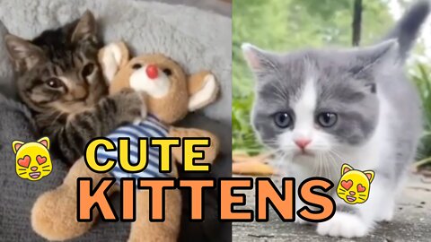 Cute Kittens Compilation Vol. 2 - Adorable Baby Cats That Will Melt Your Heart