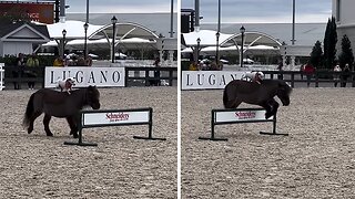 Jack Russell & horse show their unbelievable bond as pup rides pal bareback