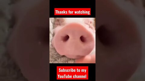 Funny animals videos youtube | Funny videos | pig #shorts #short #tiktok #viral #cute #videos #usa