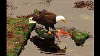 The Eagle Dies While Hunting Octopus In The Ocean