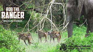 Amboseli Elephant Herd Disturbs Baboon Troop | Zebra Plains Safari