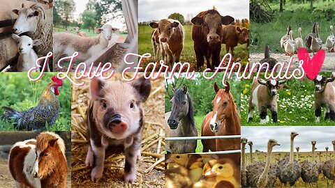 RELAXING FARM ANIMALS I LOVE FARM ANIMALS - Cow Video