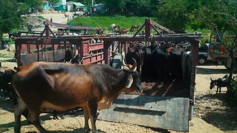 Bulls wait to enter a trailer at a Haitian Market