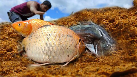 Amazing Flowing water River Catching Big Fish Stuck in Sand with Lots of catfish #fish