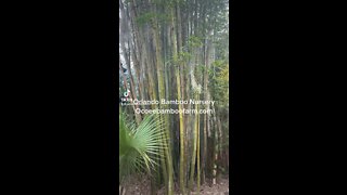 Orlando Bamboo Nursery Ocoee Bamboo Farm 407-777-4807