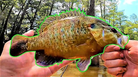 Warmouth Bass Fishing With Simple Jig & Bobber Setup