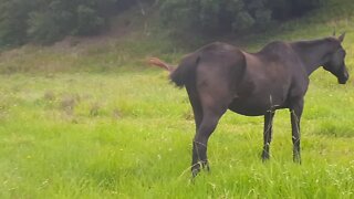 Quick review of herd on great pasture. Living the dream.