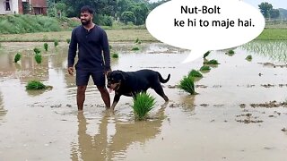 Nut & Bolt having fun in the paddy mud || Mr.Bolt