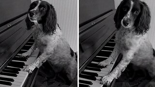 Dog Plays A Spooky Tune On The Piano