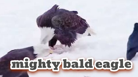 The mighty bald eagle is good at hunting