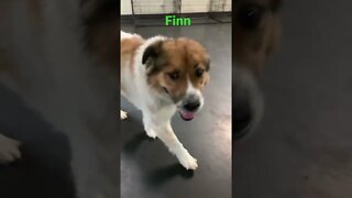 [Shorts 0102] FINN [#dogs #doggos #doggies #puppies #dogdaycare]